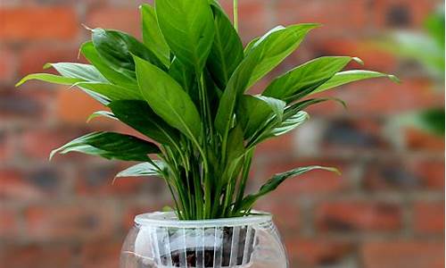 净化室内空气的植物_净化室内空气的植物排名